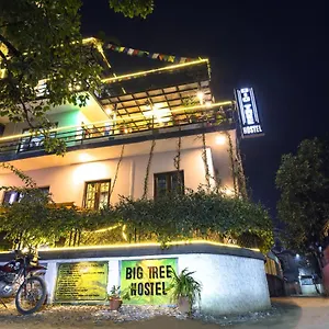 Big Tree Auberge de jeunesse